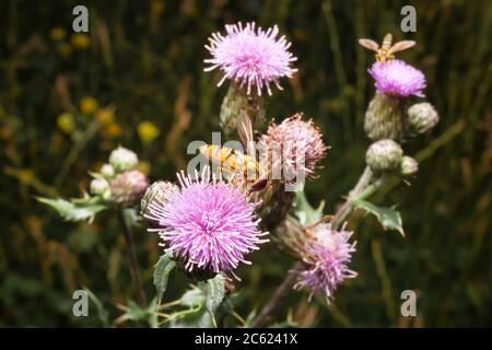 Mangiare al volo sul cardo del latte. Volucella su prato. Fiore rosa di listola del latte. Foto Stock