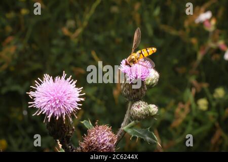 Mangiare al volo sul cardo del latte. Volucella su prato. Volate su fiore rosa. Foto Stock