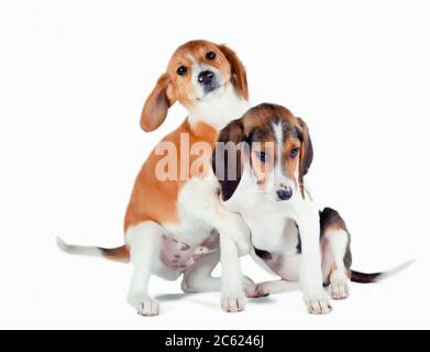 due cuccioli di hound estoni giocano su uno sfondo bianco Foto Stock