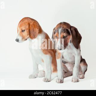 due cuccioli di hound estoni sono tristi su uno sfondo bianco Foto Stock