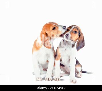 due cuccioli di hound estoni giocano su uno sfondo bianco Foto Stock