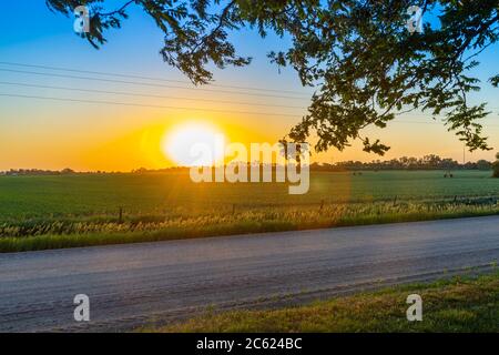 Cornfield al tramonto, Doniphan, Nebraska USA Foto Stock