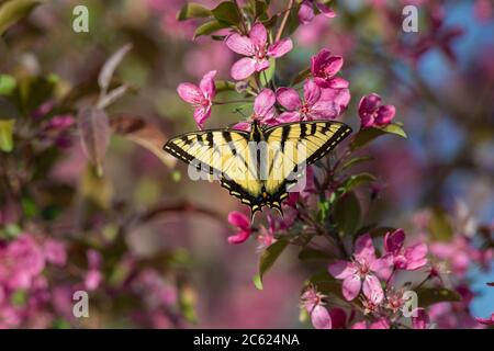 Coda di rondine della tigre orientale trovare il nettare da un albero di crabmela fiorito. Foto Stock