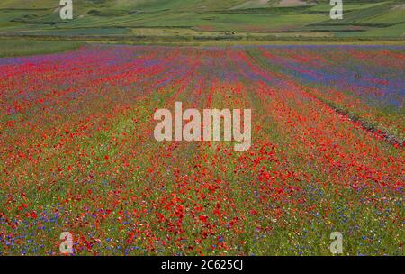 Fioritura di Castelluccio di Norcia, cittadina nel parco nazionale dei Monti Sibillini in Italia Città distrutta da un terremoto Foto Stock