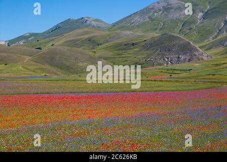 Famosa fioritura di lenticchie e papaveri a Castelluccio di Norcia Nel parco dei Monti Sibillini Foto Stock
