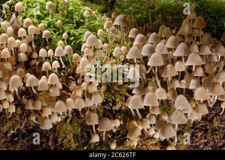 I bonnet delle fate / i funghi fairy inkcap (Coprinellus dissematus) si coltivano su un ceppo marciapiede, Lower Woods, Gloucestershire, Regno Unito, ottobre. Foto Stock