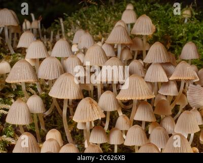 I bonnet delle fate / i funghi fairy inkcap (Coprinellus dissematus) si coltivano su un ceppo marciapiede, Lower Woods, Gloucestershire, Regno Unito, ottobre. Foto Stock
