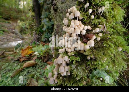 I bonnet delle fate / i funghi fairy inkcap (Coprinellus dissematus) si sono impasti su un tronco di albero che si è fatto rotare da un torrente di boschi, Lower Woods, Gloucs, Regno Unito. Foto Stock