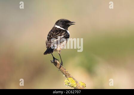 Saxicola rubicola. Nidifica in Europa, Turco fino alla Russia Sud-Est e Ucrin. Molho Leste spiaggia. Città Peniche. Portogallo. Foto Stock