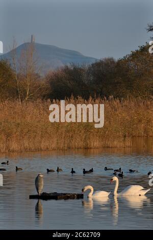 Airone grigio (Ardea cinerea), cigni muti (Cignus olor) e Cottes (Fulica atra) presso la RSPB Ham Wall Reserve con Glastonbury Tor sullo sfondo, inverno. Foto Stock