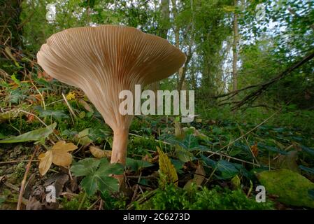 Imbuto per truppa / fungo di testa di Monk (Clitocibe / Infundibulicybe geotropa) che cresce in legno deciduo, Lower Woods, Gloucestershire, UK, ottobre. Foto Stock