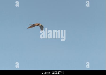 Kestrel. Più osservato in campi aperti, campi di fattoria e paludi. Si alimenta di dormouse e insects.Cabo Carvoeiro. Nau dos Corvos. Peniche. Portogallo Foto Stock