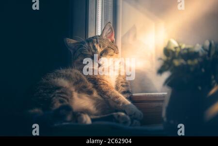 Gatto carino che slitta sul davanzale in fascio solare. Sognare la primavera in inverno. Foto Stock