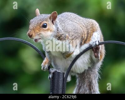 Squirrel grigio ( sciurus carolinessis) su un alimentatore di uccelli, Scozia, Regno Unito Foto Stock