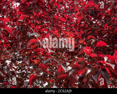 Fresco fogliame rosso di Prunus cerasifera noto con il nome comune ciliegia prugna Foto Stock