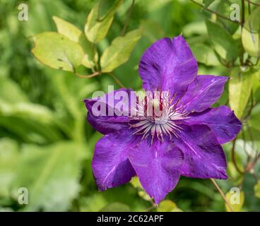 Fiore viola Clematis x jackmanii con sfondo verde sfocato. Foto Stock