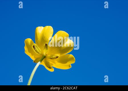Ranuncolo, angolo basso contro il cielo blu. Prato, ranuncolo Ranunculus acris. Regno Unito. Foto Stock