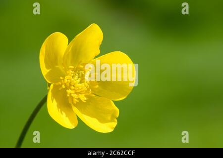 Ranuncolo fiore, close-up. Prato, ranuncolo Ranunculus acris. Regno Unito. Foto Stock