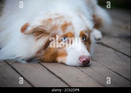 Triste pastore australliano che si stesa su un bosco Foto Stock