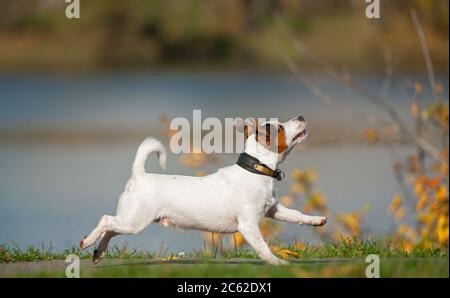 Happy jack russell cane che corre vicino al lago del parco Foto Stock