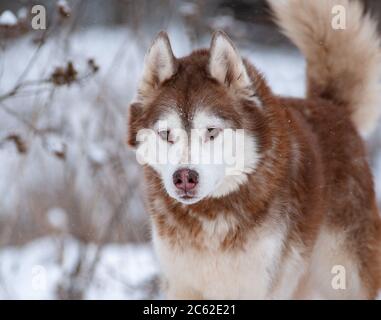 Husky siberiano in ritratto di foresta invernale Foto Stock