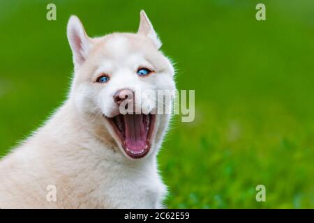 Carino cucito cuccioli sorridente con cortile sullo sfondo Foto Stock