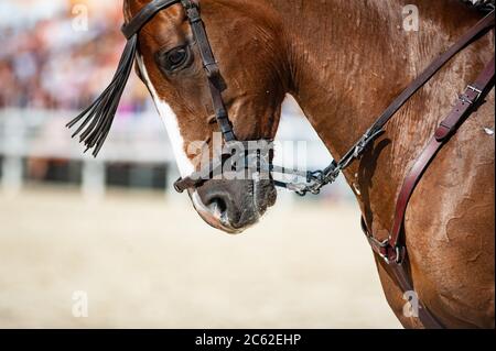 Cavallo spagnolo in tradizionale imbragatura esecuzione, ritratto vicino Foto Stock