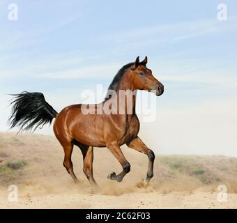 Baia giovane cavallo nel deserto runninf selvaggio Foto Stock