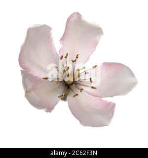 Vista dall'alto di un fiore rosa di mela, isolato su sfondo bianco. Foto Stock