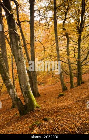 In legno di faggio in autunno. Birks di Aberfeldy, Perth and Kinross, Scotland, Regno Unito Foto Stock