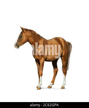 Cavallo di castagno isolato su sfondo bianco Foto Stock
