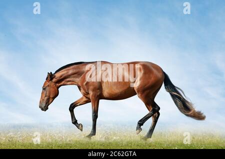 Cavallo di baia nel campo sulla libertà Foto Stock