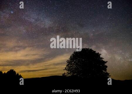 Germania, belle stelle in movimento di galassia modo latteo su alberi di foresta nera silhouette albero solitario in notte oscura Foto Stock