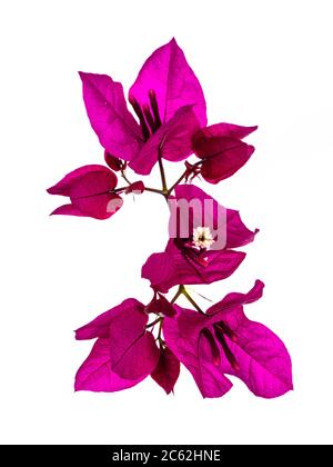 Closu di fiori rosa bougainvillea in fiore, isolati su sfondo bianco. Foto Stock