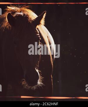 Cavallo in caldo giorno estivo dietro la recinzione elettrica, circondato con mosche Foto Stock