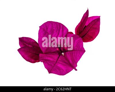 Closu di fiori rosa bougainvillea in fiore, isolati su sfondo bianco. Foto Stock