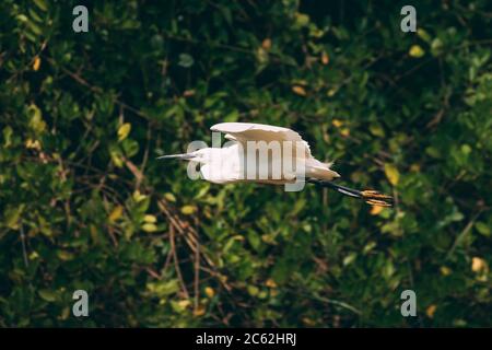 Goa, India. White Little Egret volare su sfondo verde Foto Stock