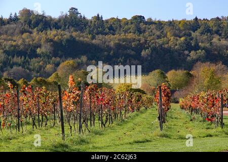 File organizzate di viti che mostrano colori autunnali in un vigneto situato vicino a Dorking nel North Downs, o Surrey Hills, nel sud-est dell'Inghilterra Foto Stock