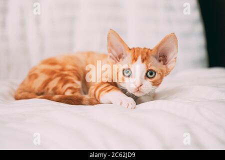Divertente giovane curioso Red Ginger Devon Rex Kitten seduto a casa divano. Gatto di razza inglese dai capelli corti Foto Stock