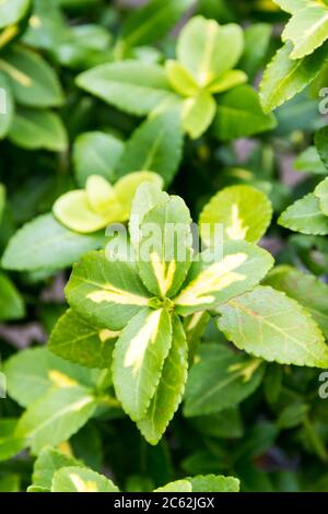 Euonymus fortunei 'Sunspot' conosciuto anche come mandrino o Wintersuperriduttore. Foto Stock