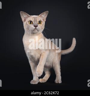 Carino gatto birmano giovane, a piedi / in piedi di fronte con una zampa giocoso in aria. Guardando verso la telecamera con grandi occhi gialli. Isolato su nero Foto Stock