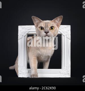 Carino gatto birmano giovane, passo / in piedi attraverso la cornice fotografica bianca. Guardando verso la telecamera con grandi occhi gialli. Isolato su sfondo nero. Foto Stock