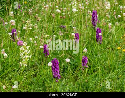 PORPORA ORCHIDEE DI MARSH SETTENTRIONALE DACTYLORHIZA PURPURPURELLA CHE CRESCE ACCANTO ALLA CREMA E VERDE FARFALLA MAGGIORE ORCHID PLATANTHERA CHLORANTHA W. Foto Stock