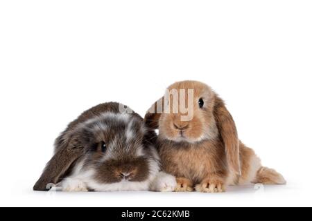 Gatto con orecchie di coniglio seduto e guardando la telecamera contro uno  sfondo bianco Foto stock - Alamy