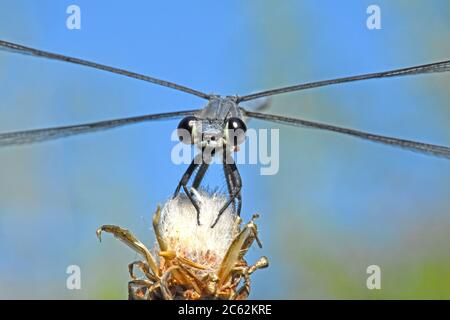 Dasselfly - Epallage Fata (Epallage Fata), maschio Foto Stock