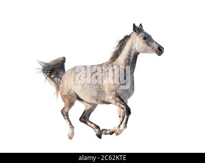 Cavallo arabo grigio isolato, galoppo Foto Stock