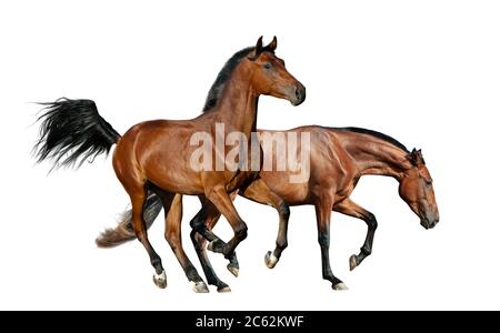 Due cavalli di baia isolati su uno sfondo bianco Foto Stock