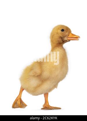 Carino bambino di 3 giorni Peking cazzo di anatra, a piedi vie laterali. Guardando dritto. Isolato su sfondo bianco. Foto Stock