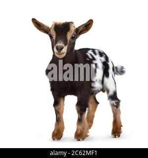 Cute marrone con pancia bianca macchiata capra pygmy del bambino, in piedi davanti. Vai in alto e guarda dritto. Isolato su sfondo bianco. Foto Stock