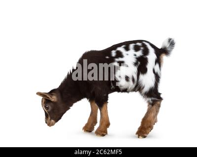 Cute marrone con bianco macchiato pancia capra pygmy bambino, in piedi sensi laterali. Scendete e guardate dritti verso terra. Isolato su un dorso bianco Foto Stock